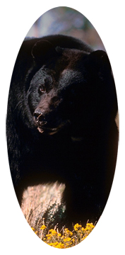 Black Bear